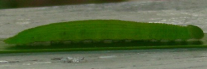 Final instar larva, side view: Varied Sword-grass Brown (Tisiphone abeona rawnsleyi)
