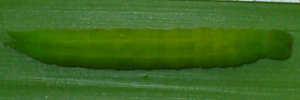 Final instar larva, top view: Varied Sword-grass Brown (Tisiphone abeona rawnsleyi)