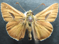 Adult, male, upperside: Dingy Grass-skipper (Toxidia peron)