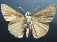 Adult, male, underside: Dingy Grass-skipper (Toxidia peron)