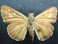 Adult, female, upperside: Dingy Grass-skipper (Toxidia peron)