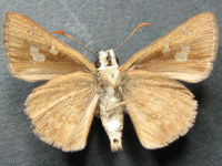 Adult, female, underside: Dingy Grass-skipper (Toxidia peron)