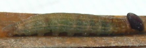 Final instar larva, side view: Dingy Grass-skipper (Toxidia peron)