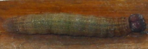 Final instar larva, top view: Dingy Grass-skipper (Toxidia peron)