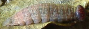 Final instar larva, side view: Southern Silver Ochre (Trapezites praxedes)