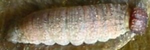 Final instar larva, top view: Southern Silver Ochre (Trapezites praxedes)