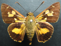Adult, male, upperside: Splendid Ochre (Trapezites symmomus symmomus)