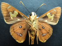 Adult, male, underside: Splendid Ochre (Trapezites symmomus symmomus)