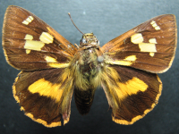 Adult, female, upperside: Splendid Ochre (Trapezites symmomus symmomus)