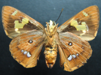 Adult, female, underside: Splendid Ochre (Trapezites symmomus symmomus)