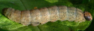 Final instar larva, side view: Splendid Ochre (Trapezites symmomus symmomus)
