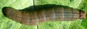 Final instar larva, top view: Splendid Ochre (Trapezites symmomus symmomus)