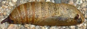 Pupa, side view: Splendid Ochre (Trapezites symmomus symmomus)