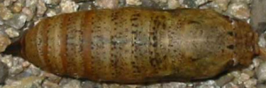 Pupa, top view: Splendid Ochre (Trapezites symmomus symmomus)