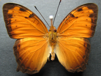 Adult, male, upperside: Tailed Rustic (Vagrans egista propinqua)