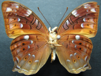 Adult, male, underside: Tailed Rustic (Vagrans egista propinqua)