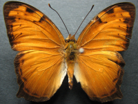 Adult, female, upperside: Tailed Rustic (Vagrans egista propinqua)