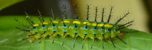 Final instar larva, side view: Tailed Rustic (Vagrans egista propinqua)