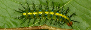 Final instar larva, top view: Tailed Rustic (Vagrans egista propinqua)