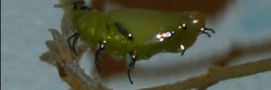 Pupa, side view: Tailed Rustic (Vagrans egista propinqua)