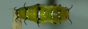 Pupa, top view: Tailed Rustic (Vagrans egista propinqua)