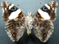 Adult, male, underside: Yellow Admiral (Vanessa itea)