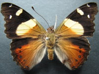 Adult, female, upperside: Yellow Admiral (Vanessa itea)