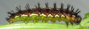 Final instar larva, side view: Yellow Admiral (Vanessa itea)