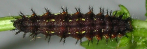 Final instar larva, top view: Yellow Admiral (Vanessa itea)