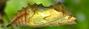 Pupa, side view: Yellow Admiral (Vanessa itea)