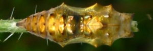 Pupa, top view: Yellow Admiral (Vanessa itea)