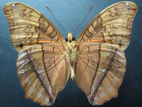 Adult, male, underside: Cruiser (Vindula arsinoe ada)