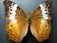 Adult, female, upperside: Cruiser (Vindula arsinoe ada)
