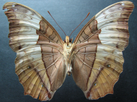 Adult, female, underside: Cruiser (Vindula arsinoe ada)