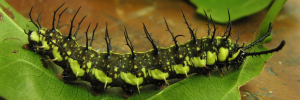 Final instar larva, side view: Cruiser (Vindula arsinoe ada)