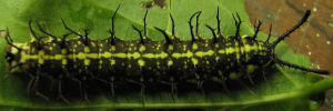 Final instar larva, top view: Cruiser (Vindula arsinoe ada)
