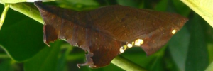 Pupa, side view: Cruiser (Vindula arsinoe ada)