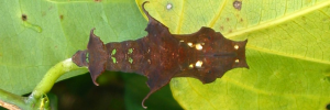 Pupa, top view: Cruiser (Vindula arsinoe ada)