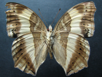 Adult, male, underside: Lurcher (Yoma sabina parva)
