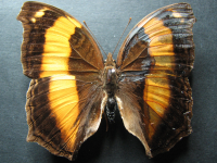 Adult, female, upperside: Lurcher (Yoma sabina parva)