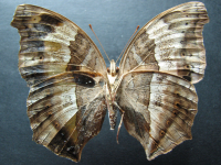 Adult, female, underside: Lurcher (Yoma sabina parva)
