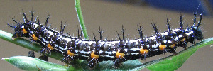 Final instar larva, side view: Lurcher (Yoma sabina parva)