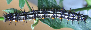 Final instar larva, top view: Lurcher (Yoma sabina parva)