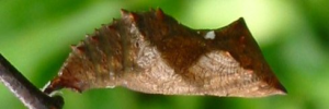 Pupa, side view: Lurcher (Yoma sabina parva)