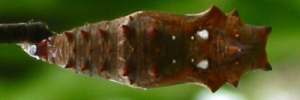 Pupa, top view: Lurcher (Yoma sabina parva)