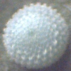Egg, egg: Common Grass-blue (Zizina labradus labradus)