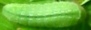 Final instar larva, top view: Common Grass-blue (Zizina labradus labradus)