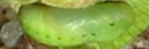 Pupa, side view: Common Grass-blue (Zizina labradus labradus)