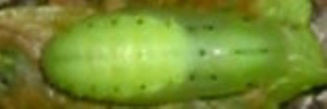 Pupa, top view: Common Grass-blue (Zizina labradus labradus)